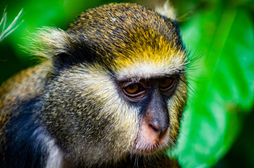 Wall Mural - It's Portrait of a Monkey (Cercopithecus mona) in Ghana