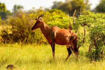 Wall Mural - It's Antelope on the grass in the Moremi Game Reserve (Okavango River Delta), National Park, Botswana