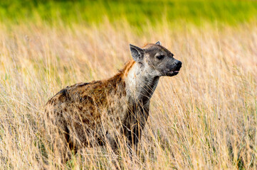 Wall Mural - It's Hyena in the grass in the Moremi Game Reserve (Okavango River Delta), National Park, Botswana