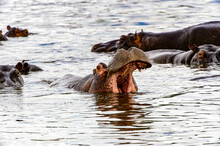 It's Hippopotamus With Open Mouth In The Moremi Game Reserve (Okavango River Delta), National Park, Botswana
