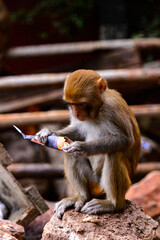 Canvas Print - It's Burmese monkey in Myanmar