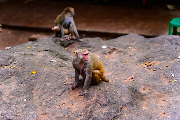 Canvas Print - It's Burmese monkey in Myanmar