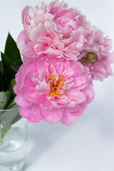 Wall Mural - Bouquet of light pink peonies in the vase isolated on white.