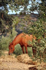 Poster - Selective focus shot of a brown horse eating grass