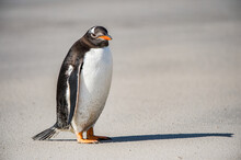 Profile Of A Gentoo Penguin In Antarctica