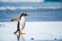 Little Cute Gentoo Penguin Portrait