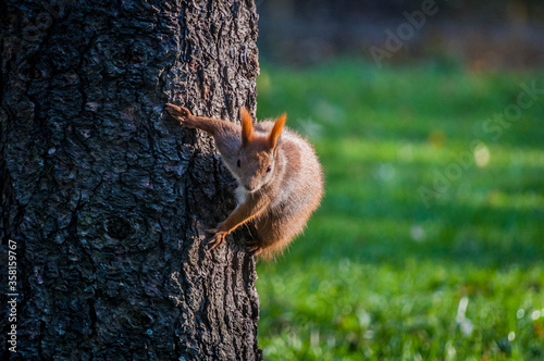 Squirrel in a tree ready to jump