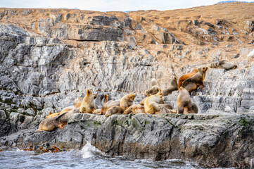 Wall Mural - It's Group of the sea lions on the rock, Beagle Channel