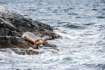 Canvas Print - It's Sea lion jumps into the water