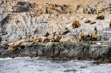 Wall Mural - It's Sea lions lying on the rock in Antarctica