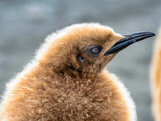 Wall Mural - It's Baby penguin portrait with orange feathers in South Georgia in Antarctica