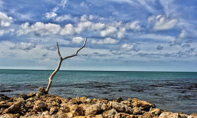 dead tree on the beach