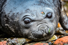 It's Amazing Deep Eyes Of A Baby Atlantic Seal. South Georgia, South Atlantic Ocean.
