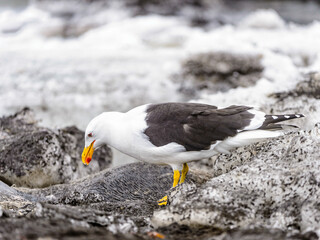 Wall Mural - It's Albatross bird (South Shetland Islands) with white and brown feathers