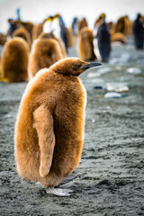 Wall Mural - Antarctica, South Pole