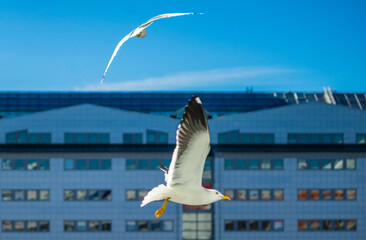 White sea gull in the background of a skyscraper.