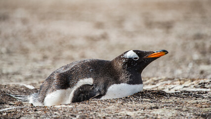 Wall Mural - It's Little penguin on the sand