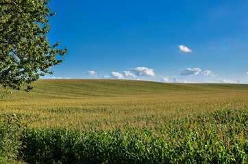 Wall Mural - Big corn or maize field at sunset. Agricultural concept.