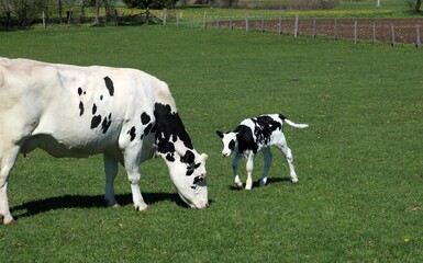 Wall Mural - Newborn Holstein calf playing in the field running toward mother cow on a sunny day