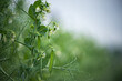 Healthy food. Selective focus on fresh bright green pea pods on a pea plants in a garden. Growing peas outdoors and blurred background.