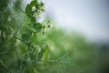 Healthy Food. Selective Focus On Fresh Bright Green Pea Pods On A Pea Plants In A Garden. Growing Peas Outdoors And Blurred Background.