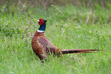 Common Pheasant (Phasianus Colchicus), Large Colorful Bird With Long Tail Standing In The Grass. Red Face, Green Neck And Brown Spotted Body. Green Background. Scene From Wild Nature. 