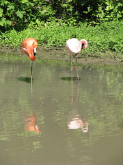 Flamingos stand in the water in search of food. Beautiful couple of birds in tropical countries. Stock photo background