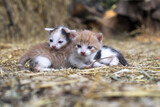 Fototapeta Koty - Newborn cats play in nature. A kitten at a young age for the first time in nature without a mother. Beautiful stock background for design.