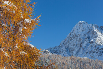 Orange larch tree and in the background snow-capped forest and Dolomite mountain, Dolomites, Italy. Concept: winter landscapes, Christmas atmosphere, Unesco world heritage