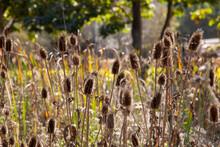 Dry Tall Thistle Field In Sunlight