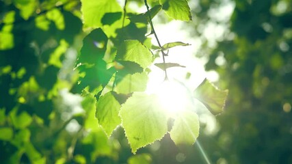 Plant nature magic green forest in cinematic view