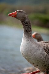 Closeup portrait of a wild goose in its natural surroundings. Wild Goose Portrait. A wild goose by the lake.