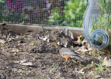The American Robin (Turdus Migratorius) Is A Migratory Songbird