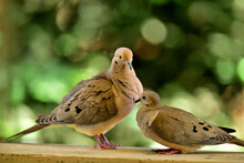A Pair Of Mourning Doves Indulged In  Romance 