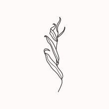 Willow Branch With Leaves In A Trendy Minimalistic Style. Outline Of A Botanical Design Elements. Floral Vector