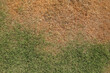 © saitharn - The lawn is dry dead.