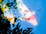 Fototapeta  - 悠然と泳ぐ超高級な錦鯉