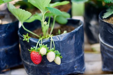 young strawberry on a pot in the garden 