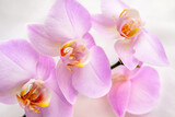 Fototapeta Kwiaty - The branch of purple orchids on white fabric background
