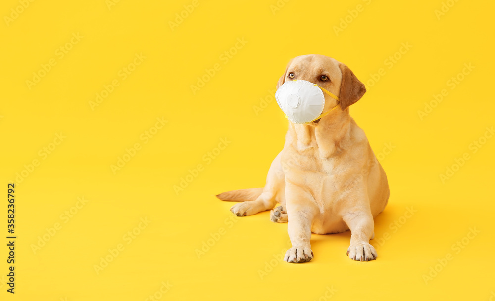 Cute dog with medical protective mask on color background