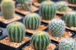© Pattanan - Small cactus in mini pot in the garden