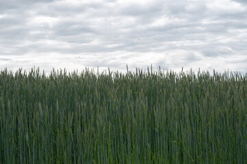 Wall Mural - Close-up of crops growing against a cloudy cold sky giving it an abstract feel