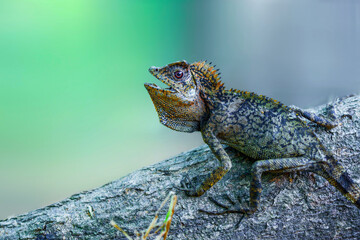 Poster - Dragon forest lizard  on branch in tropical  garden 