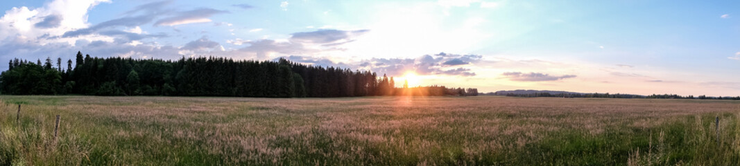 View of a blossoming field shortly before sunset