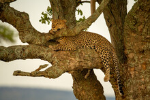 Leopard Lies On Tree Branch Resting Head