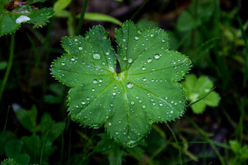 Wall Mural - rain drops on a green leaf