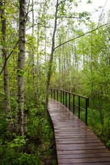 Wall Mural - eco path in the green woods