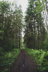 Wall Mural - path in the forest