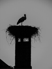 Stork is a big beautiful bird sitting in a nest. Nature near the village in the summer. Stock photo background