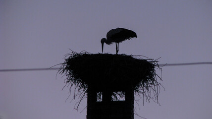 Stork is a big beautiful bird sitting in a nest. Nature near the village in the summer. Stock photo background